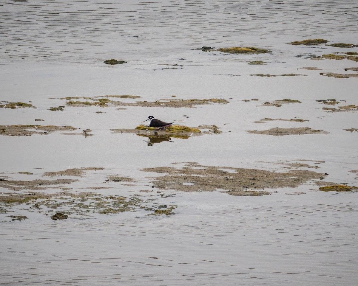 Black-necked Stilt - ML620310508