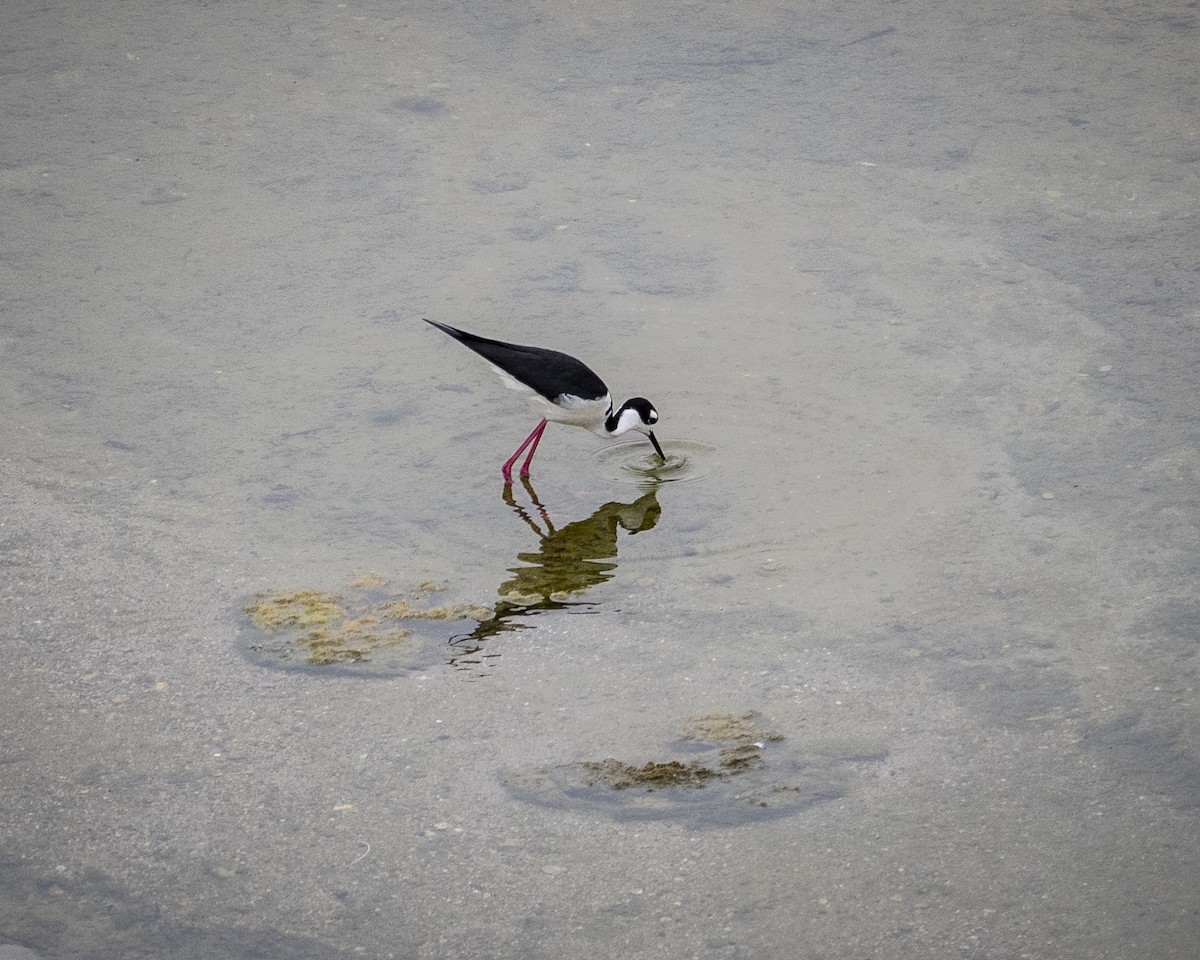 Black-necked Stilt - ML620310510