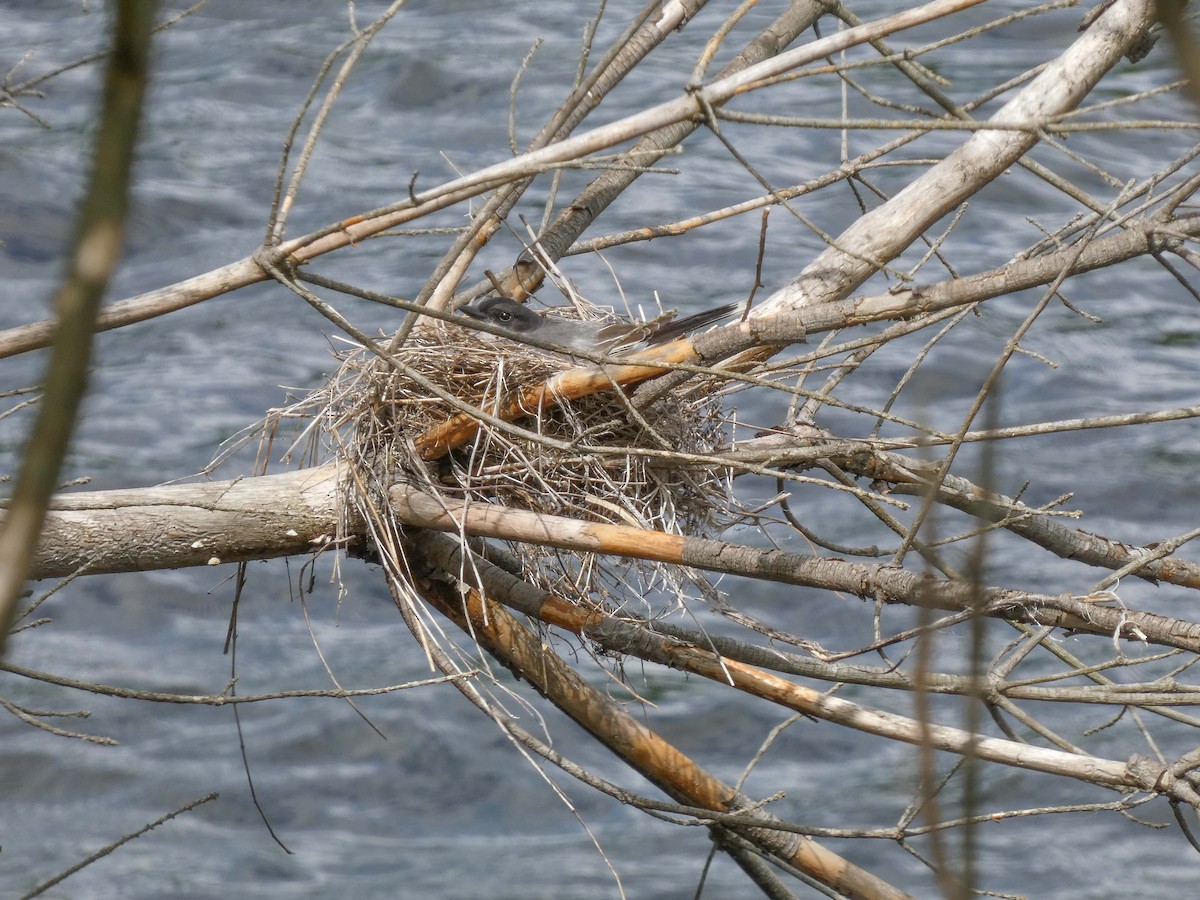 Eastern Kingbird - ML620310513
