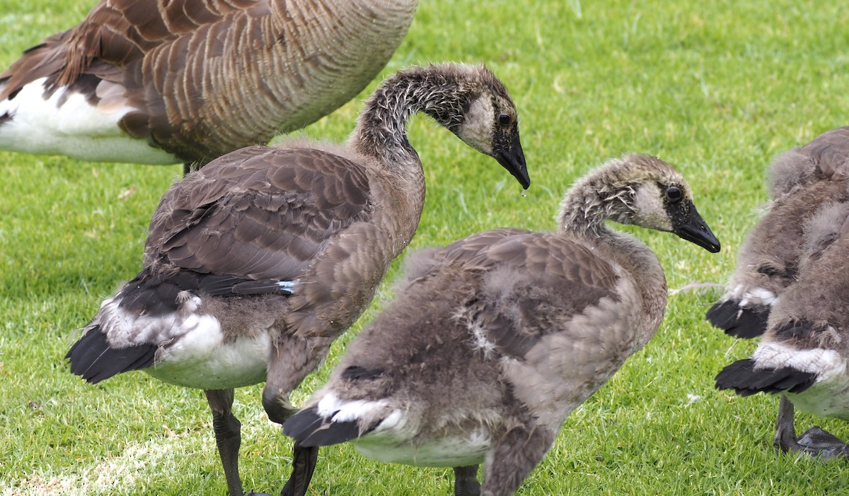 Canada Goose - ML620310517