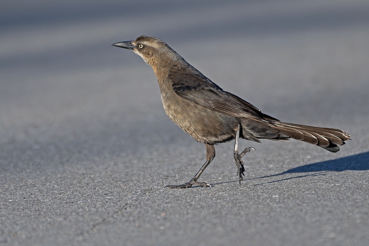 Great-tailed Grackle - ML620310520