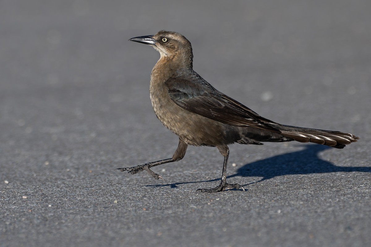 Great-tailed Grackle - ML620310521
