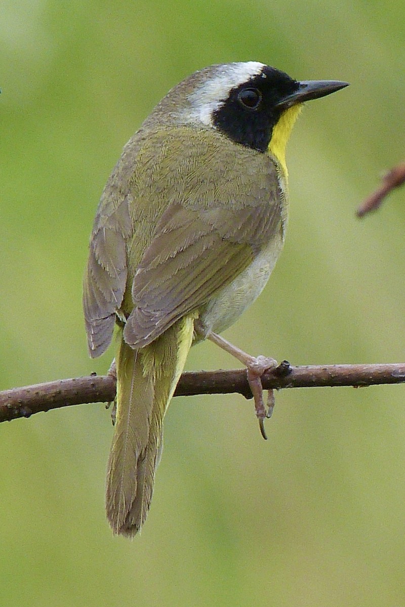 Common Yellowthroat - ML620310522