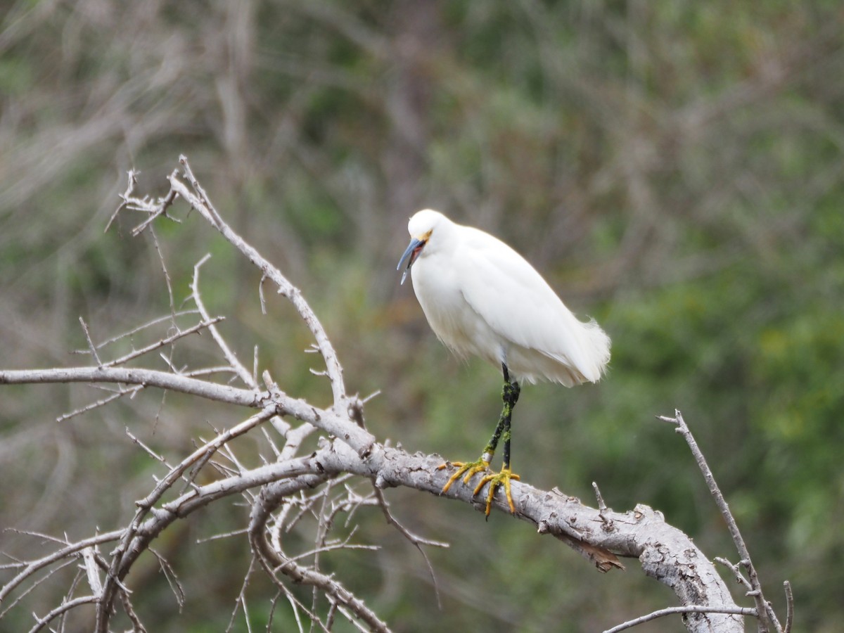 Snowy Egret - ML620310524