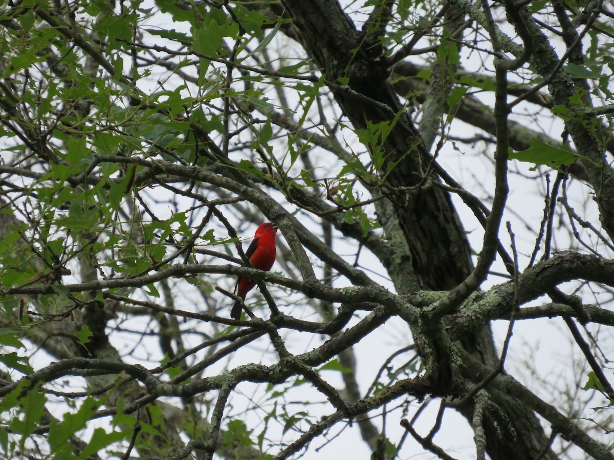 Scarlet Tanager - ML620310528