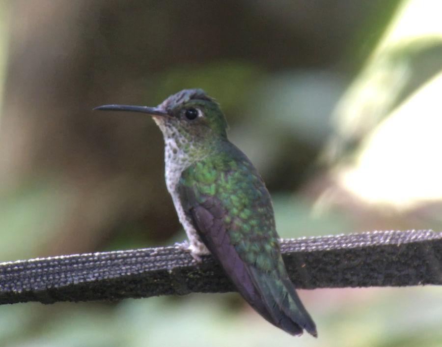 Many-spotted Hummingbird - ML620310529