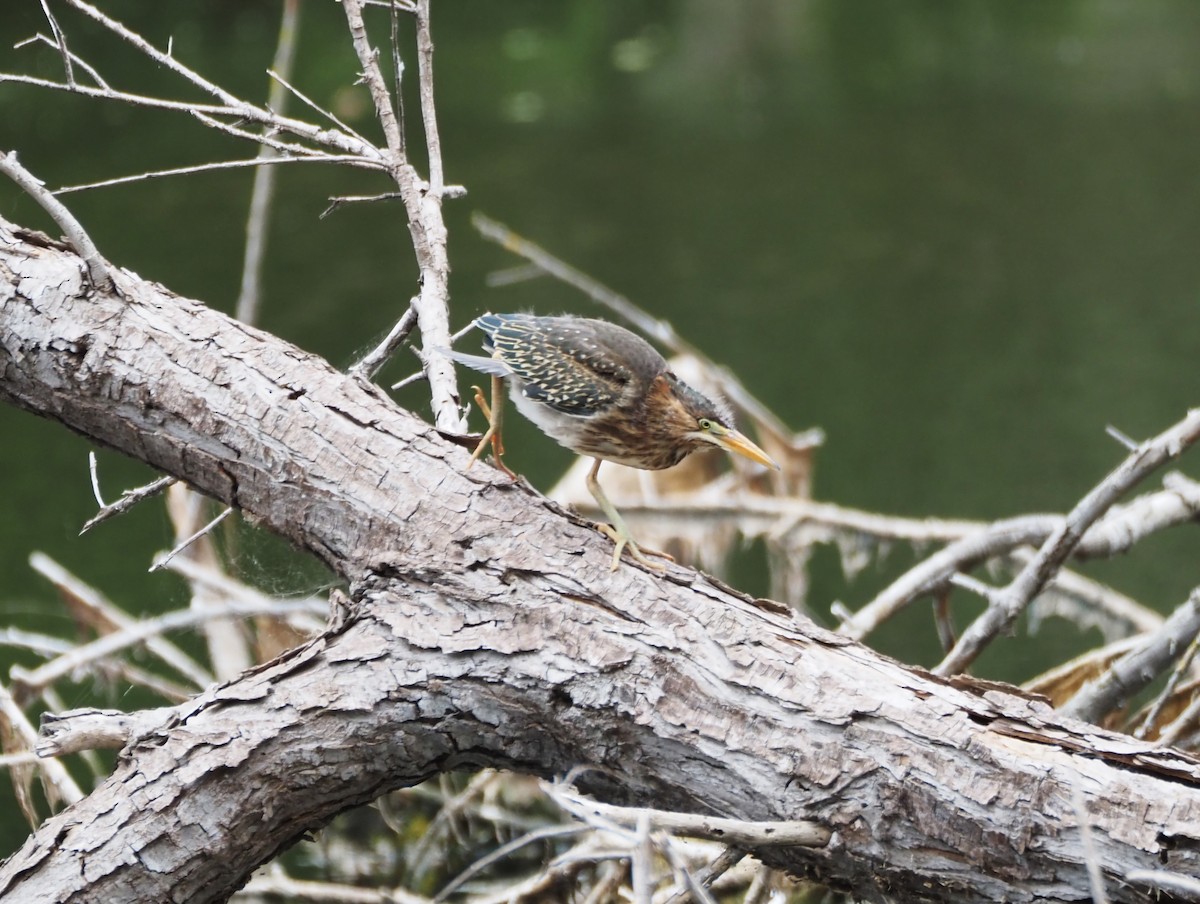 Green Heron - ML620310530