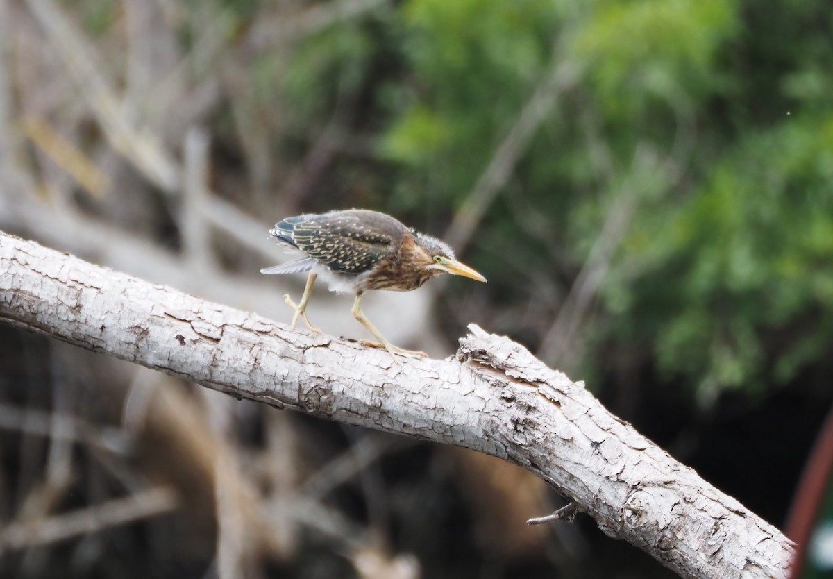 Green Heron - ML620310532