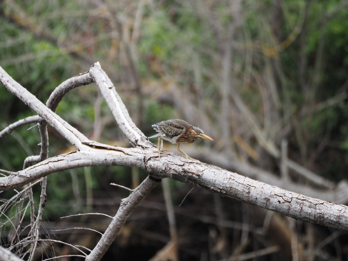 Green Heron - ML620310533