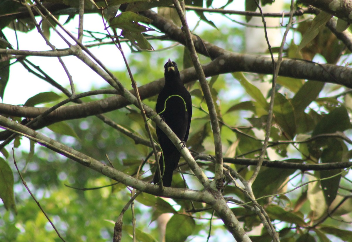 Red-rumped Cacique - ML620310537