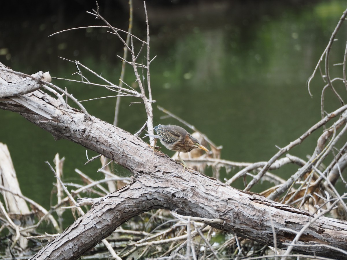 Green Heron - ML620310538