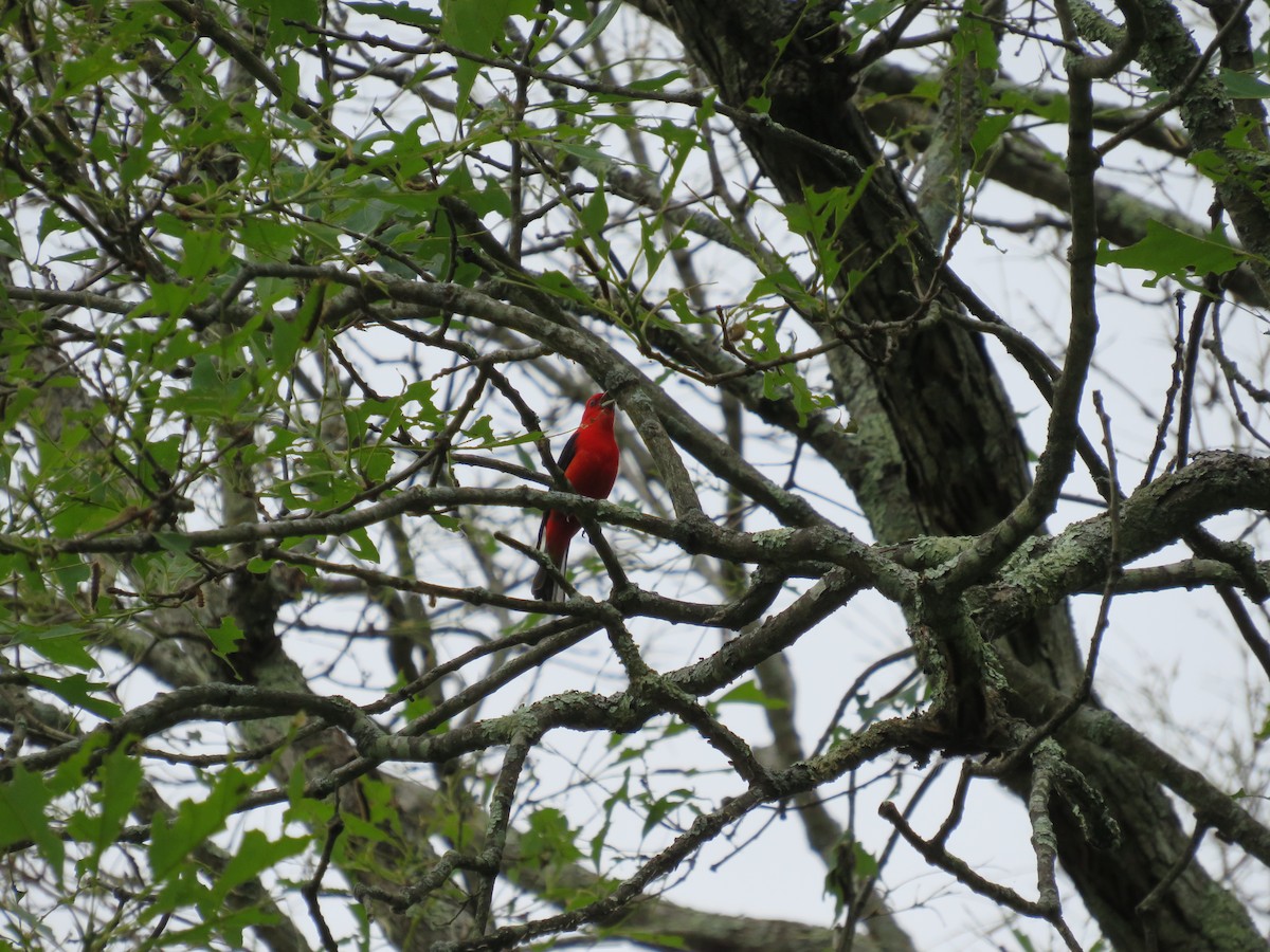 Scarlet Tanager - ML620310540