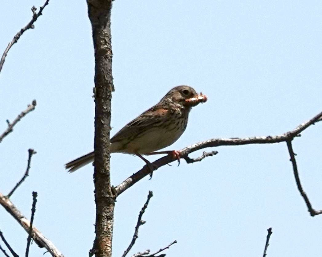 Vesper Sparrow - ML620310541