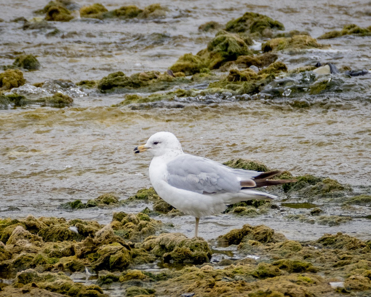 Ring-billed Gull - ML620310545