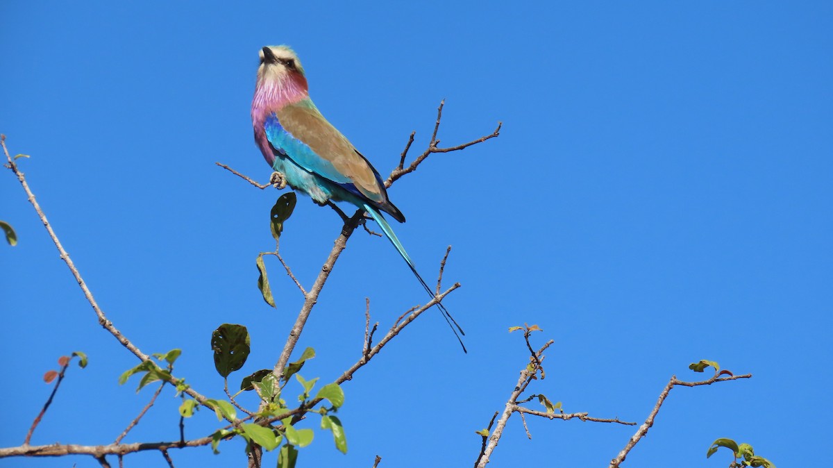 Lilac-breasted Roller - ML620310551