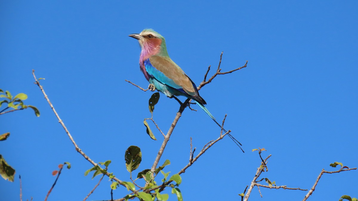 Lilac-breasted Roller - ML620310552