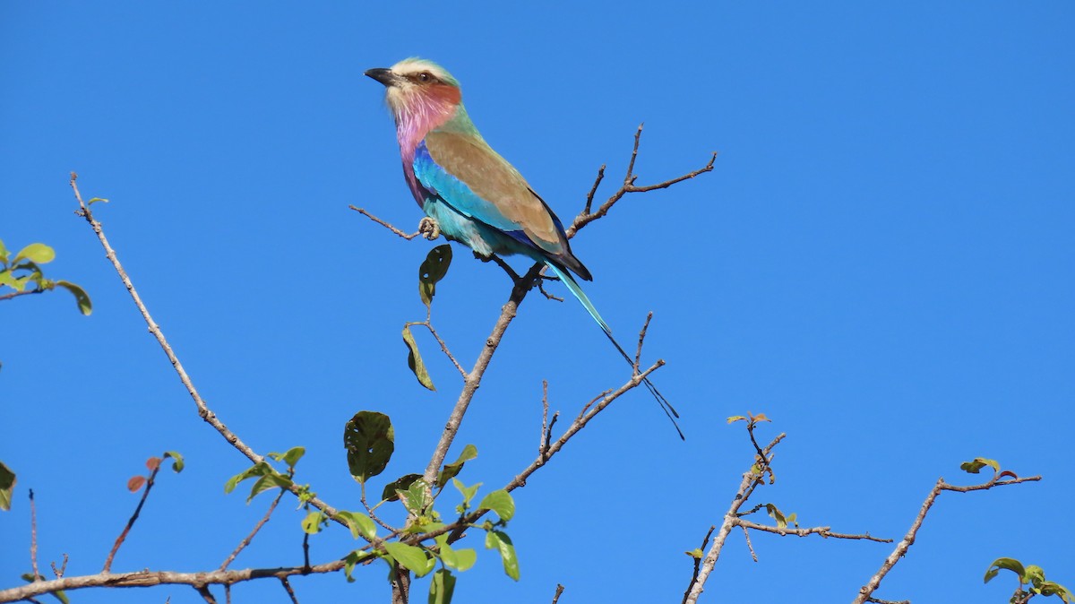 Lilac-breasted Roller - ML620310553