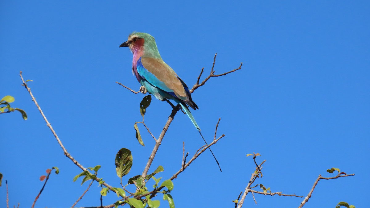 Lilac-breasted Roller - ML620310554