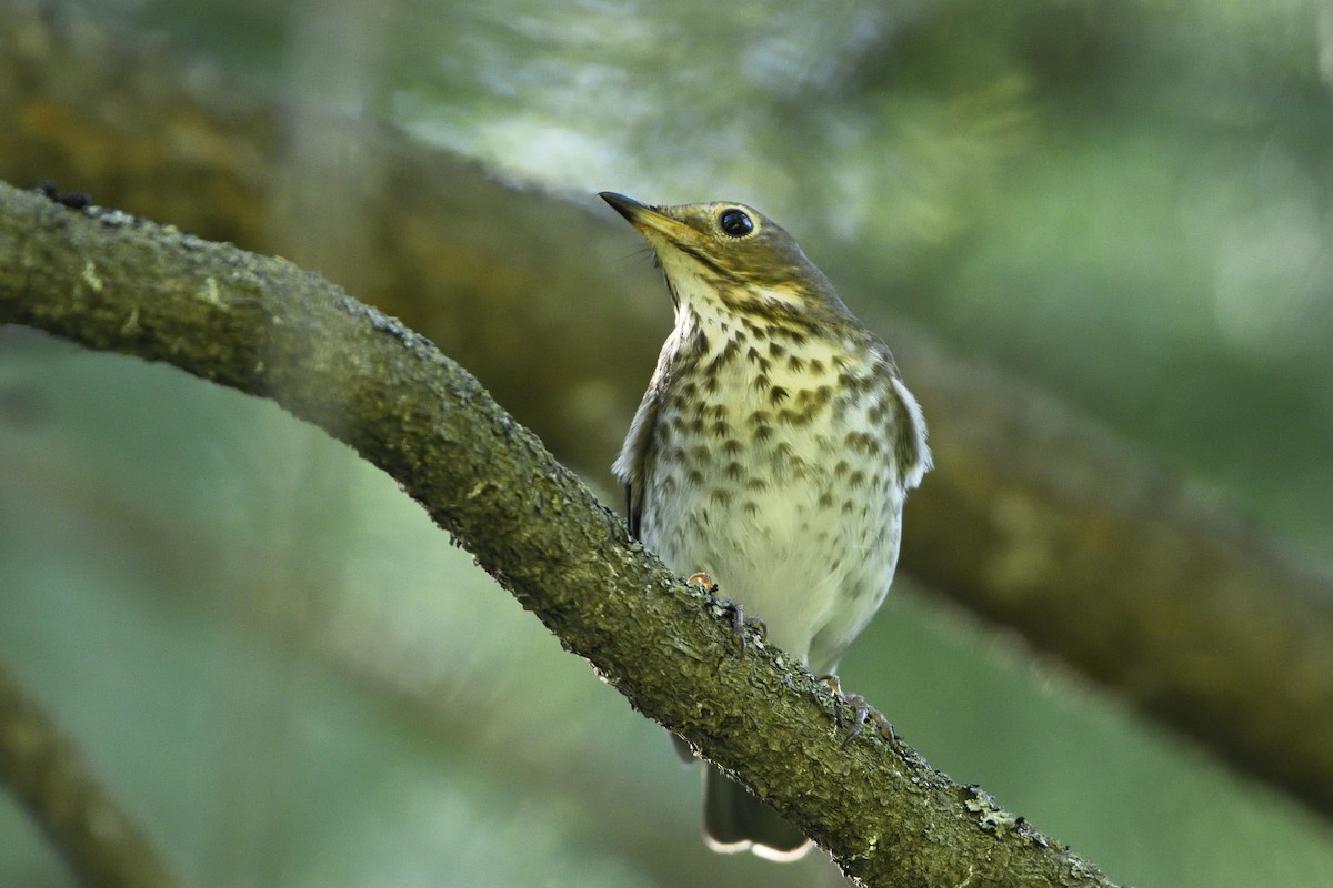 Swainson's Thrush - ML620310555