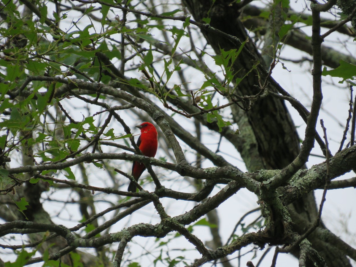 Scarlet Tanager - ML620310557