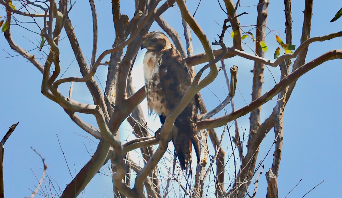 Red-tailed Hawk - ML620310582