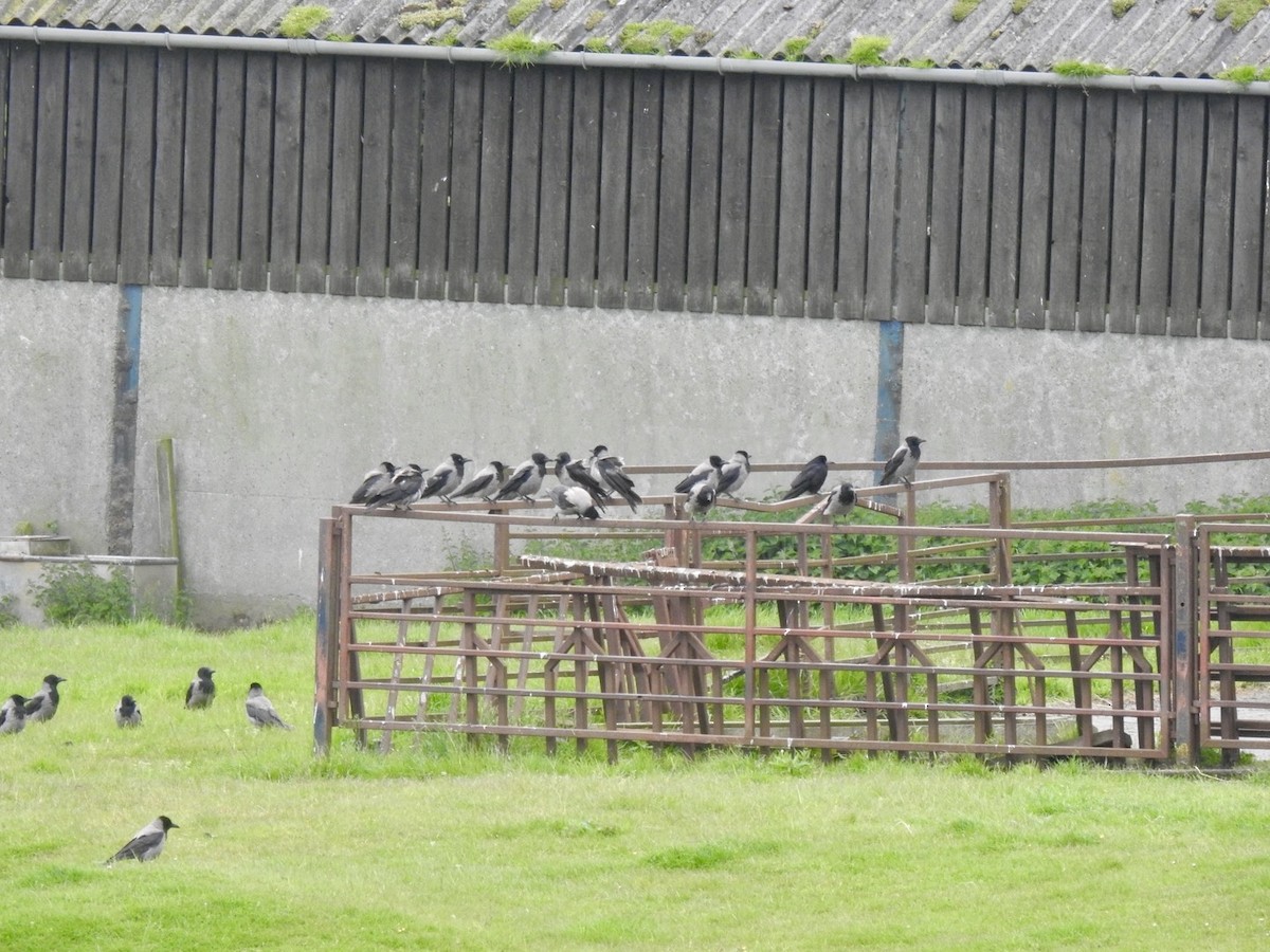 Hooded Crow - ML620310593