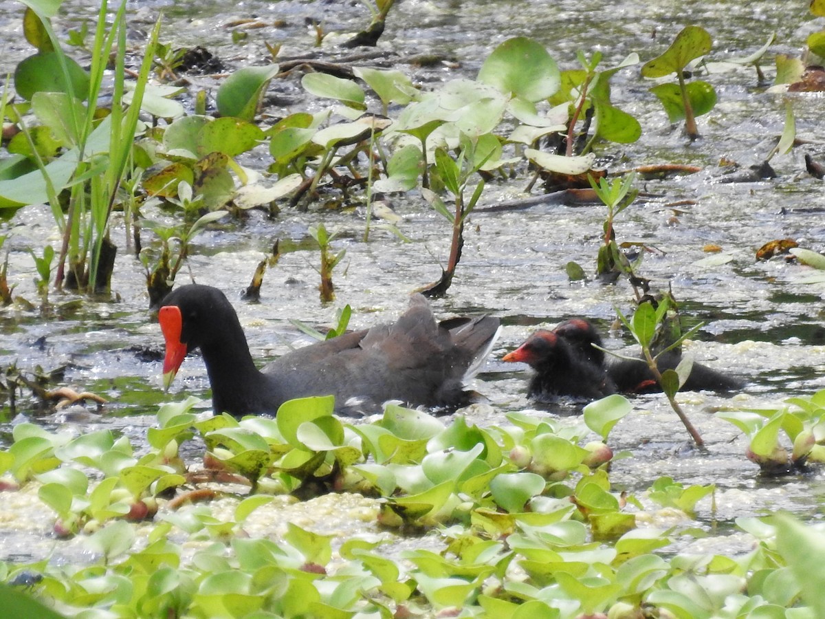 Common Gallinule - ML620310603