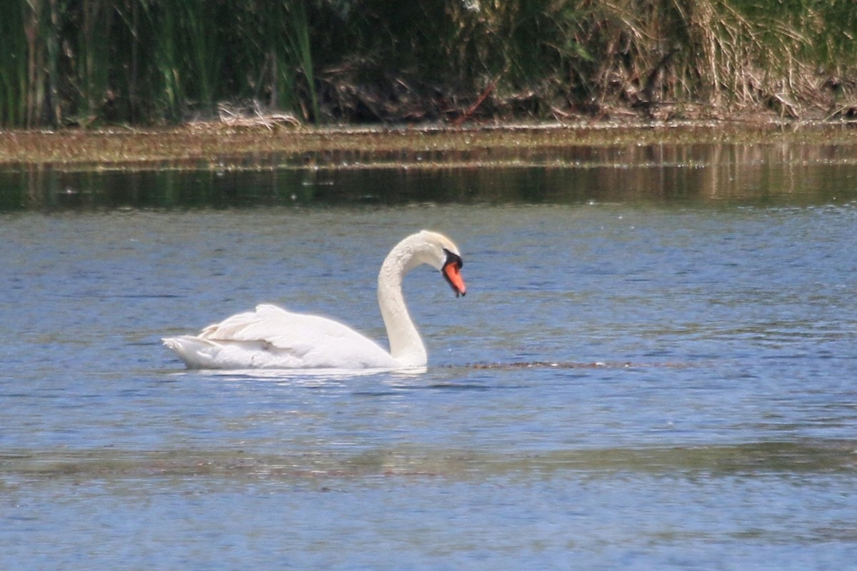 Mute Swan - ML620310609