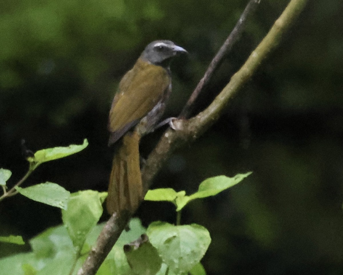 Buff-throated Saltator - ML620310610