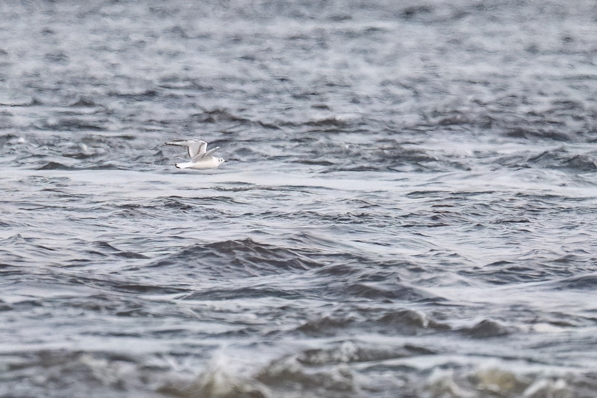 Bonaparte's Gull - ML620310613