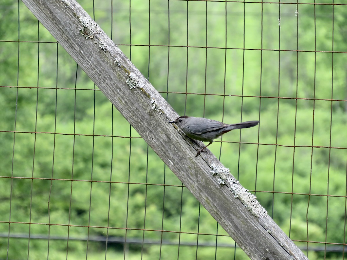 Gray Catbird - ML620310617