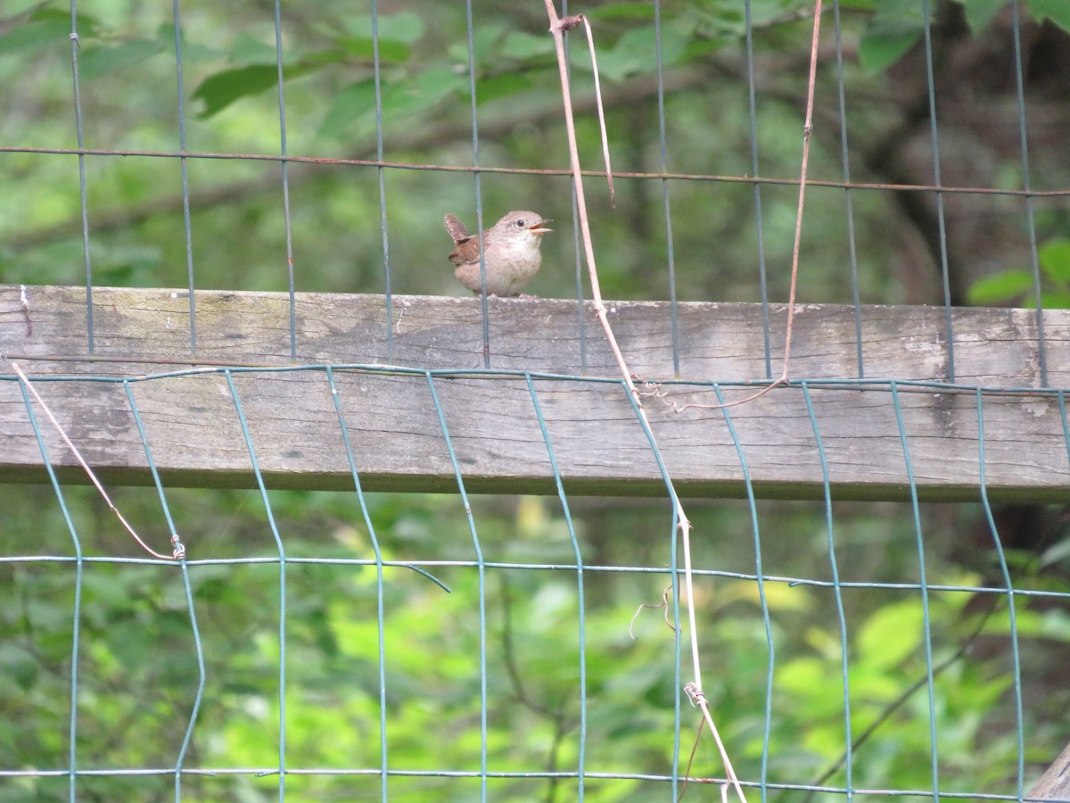 House Wren - ML620310621