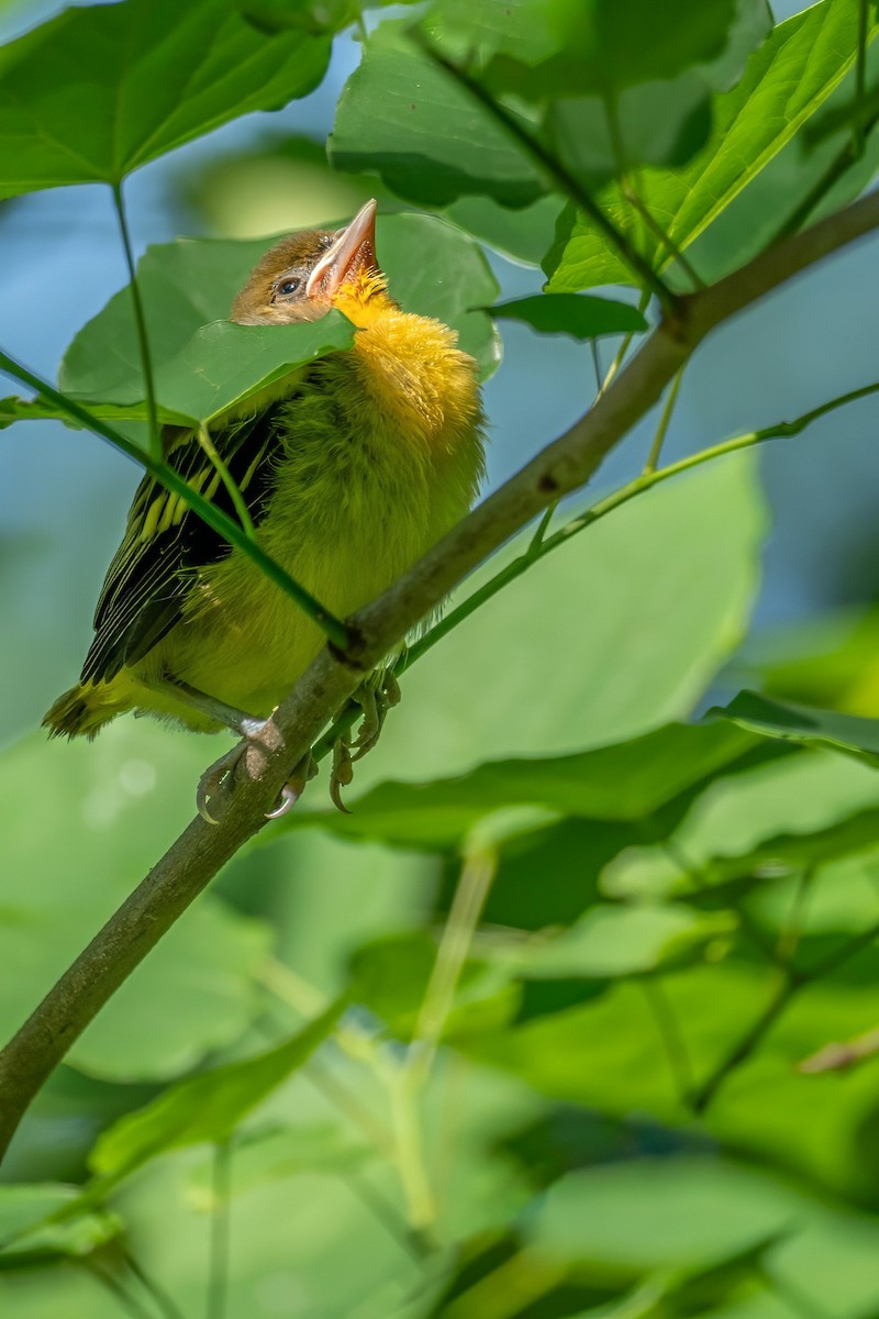 Baltimore Oriole - ML620310627