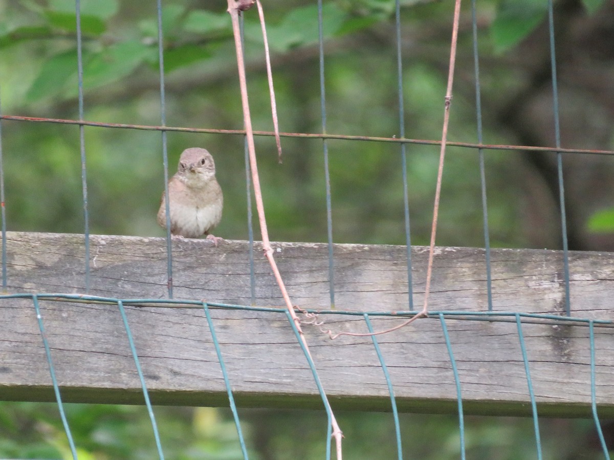 House Wren - ML620310628