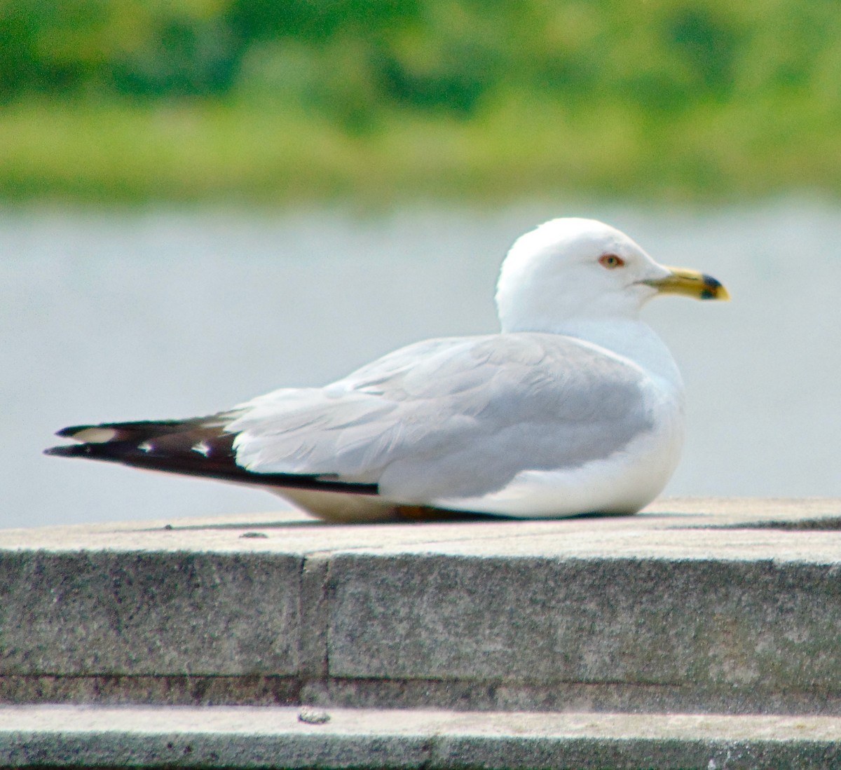 Ring-billed Gull - ML620310629