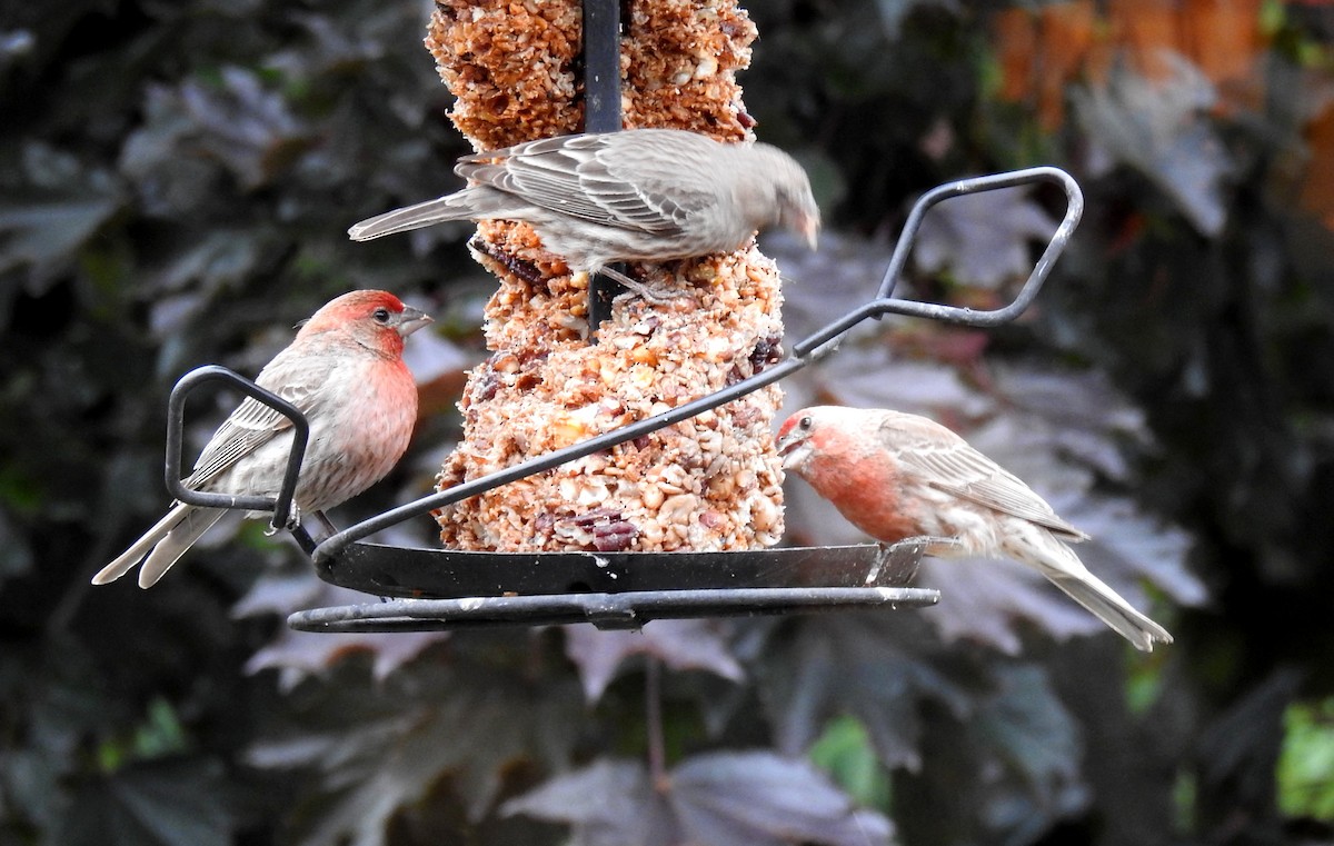 House Finch - ML620310630