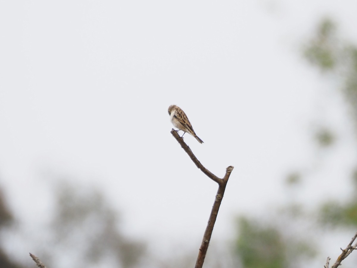 Pin-tailed Whydah - ML620310636