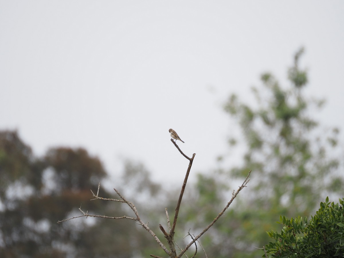 Pin-tailed Whydah - ML620310638