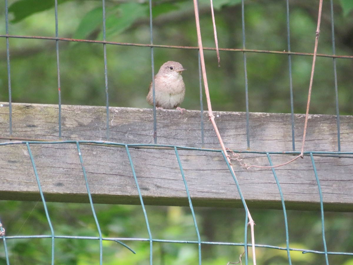 House Wren - ML620310639