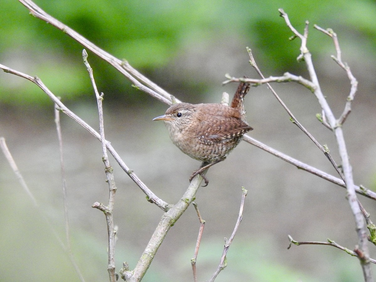 Eurasian Wren (British) - ML620310642