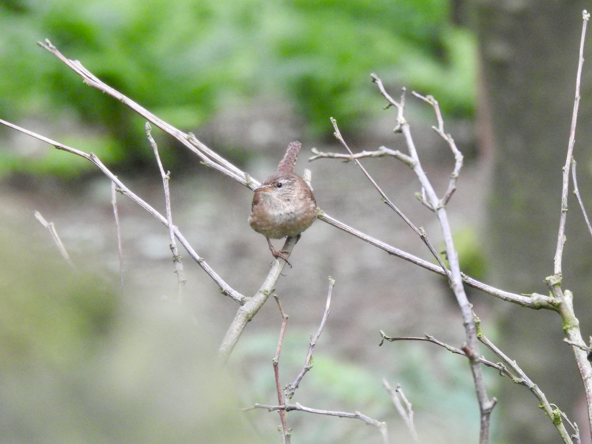 Eurasian Wren (British) - ML620310643