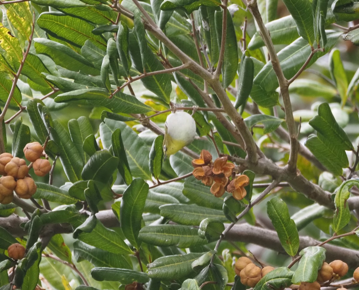 Swinhoe's White-eye - ML620310644