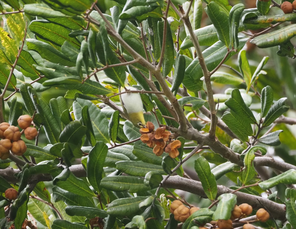 Swinhoe's White-eye - ML620310645