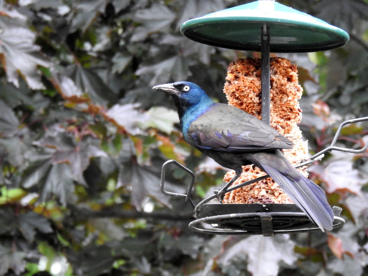 Common Grackle - ML620310646