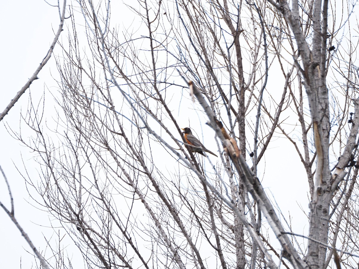 American Robin - ML620310648