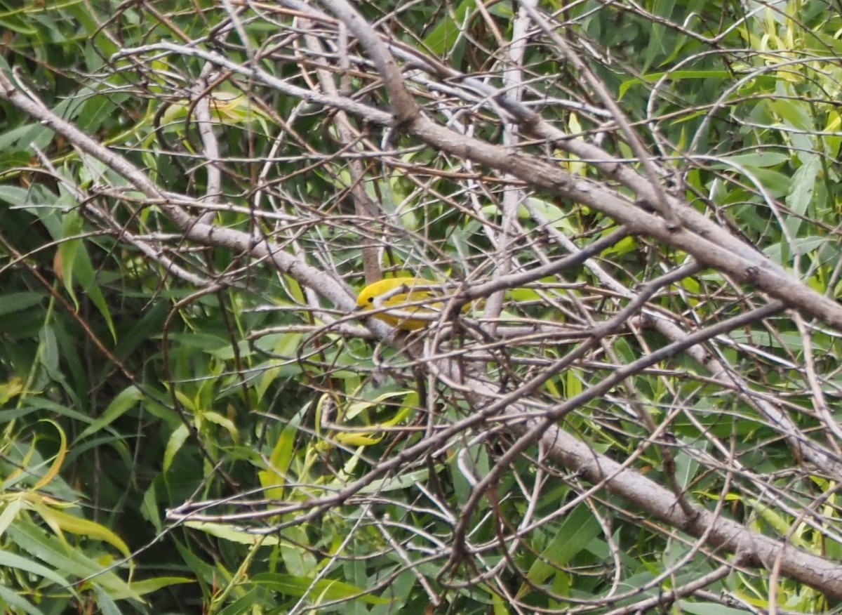 Yellow Warbler - ML620310652