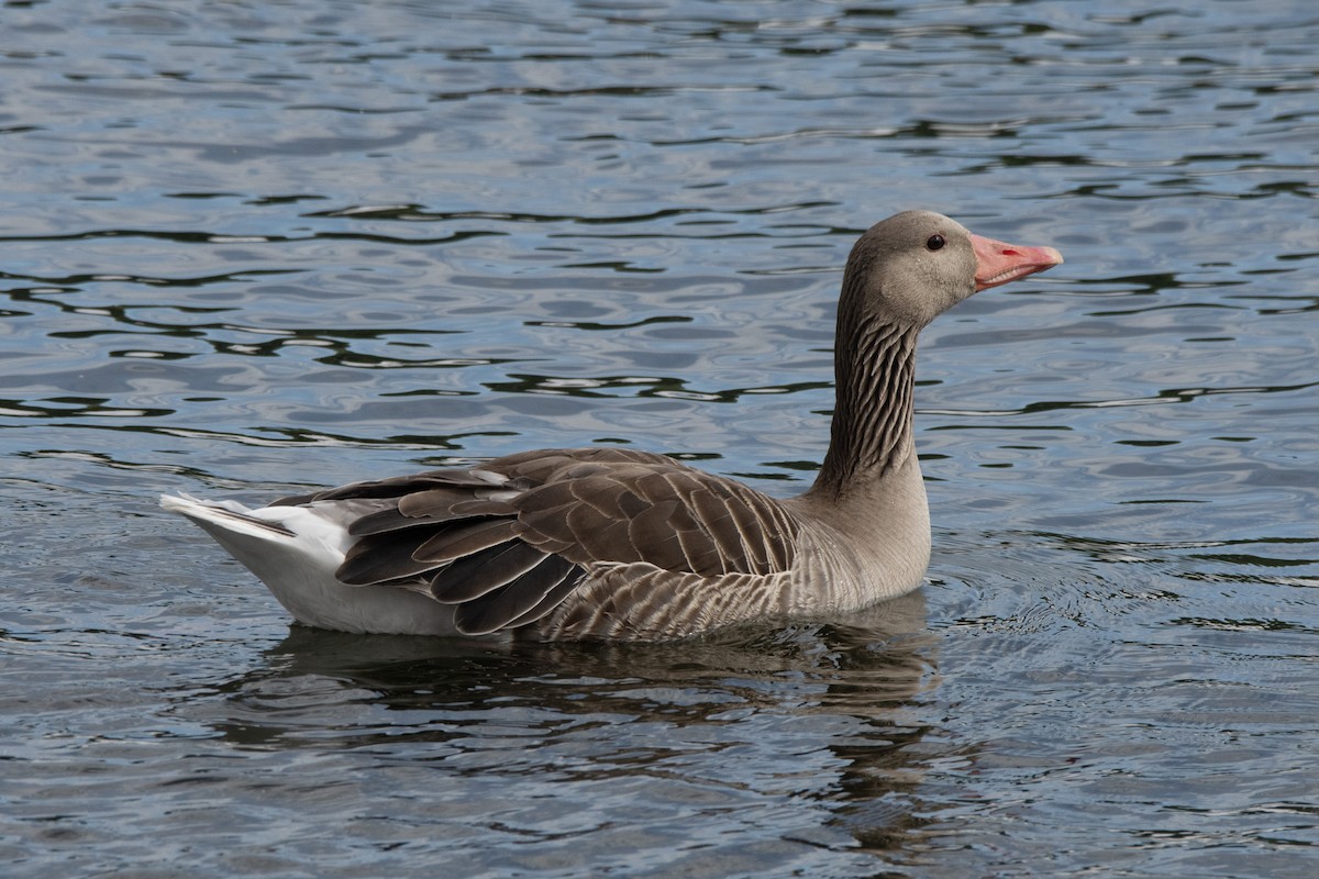 Graylag Goose - ML620310661