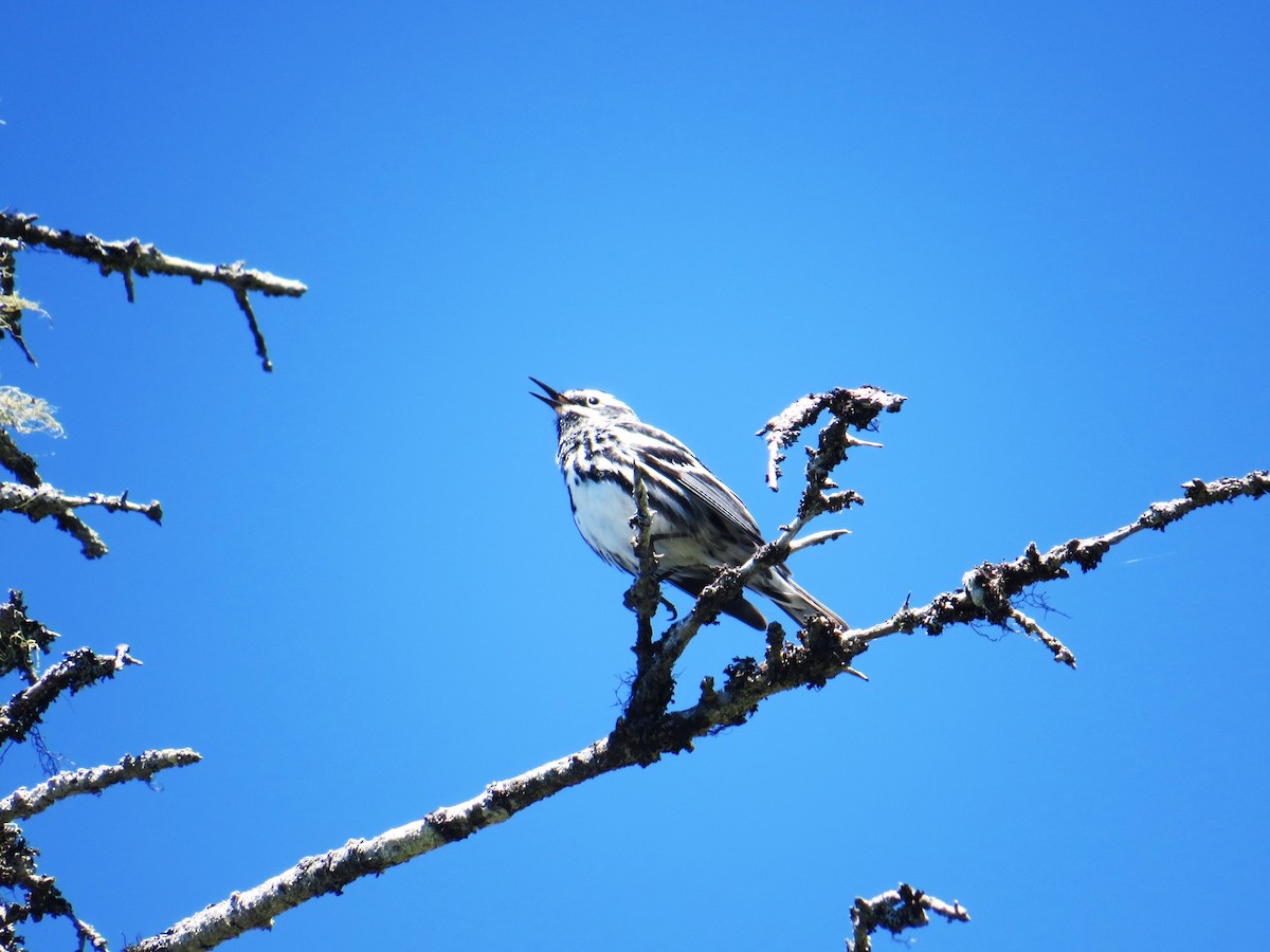 Black-and-white Warbler - ML620310662