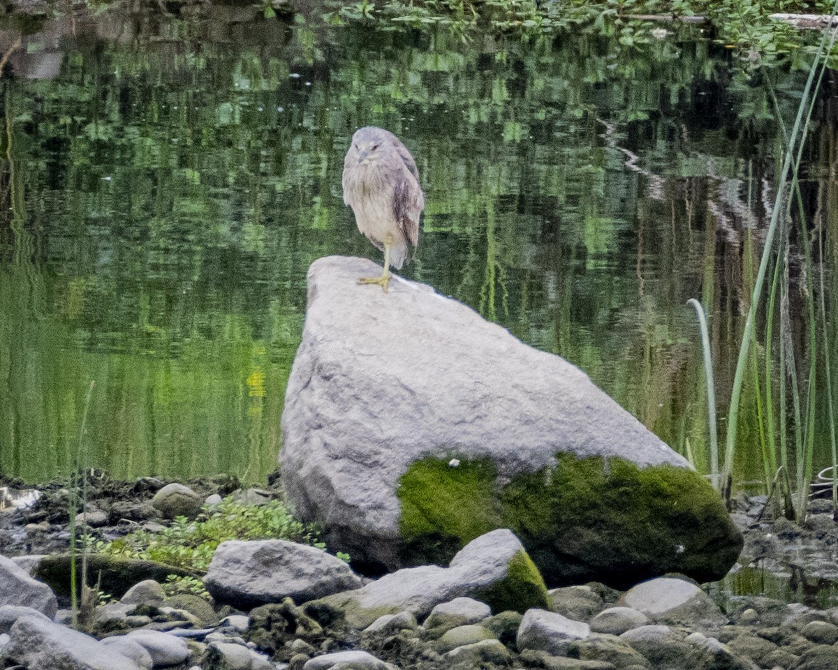 Black-crowned Night Heron - ML620310663