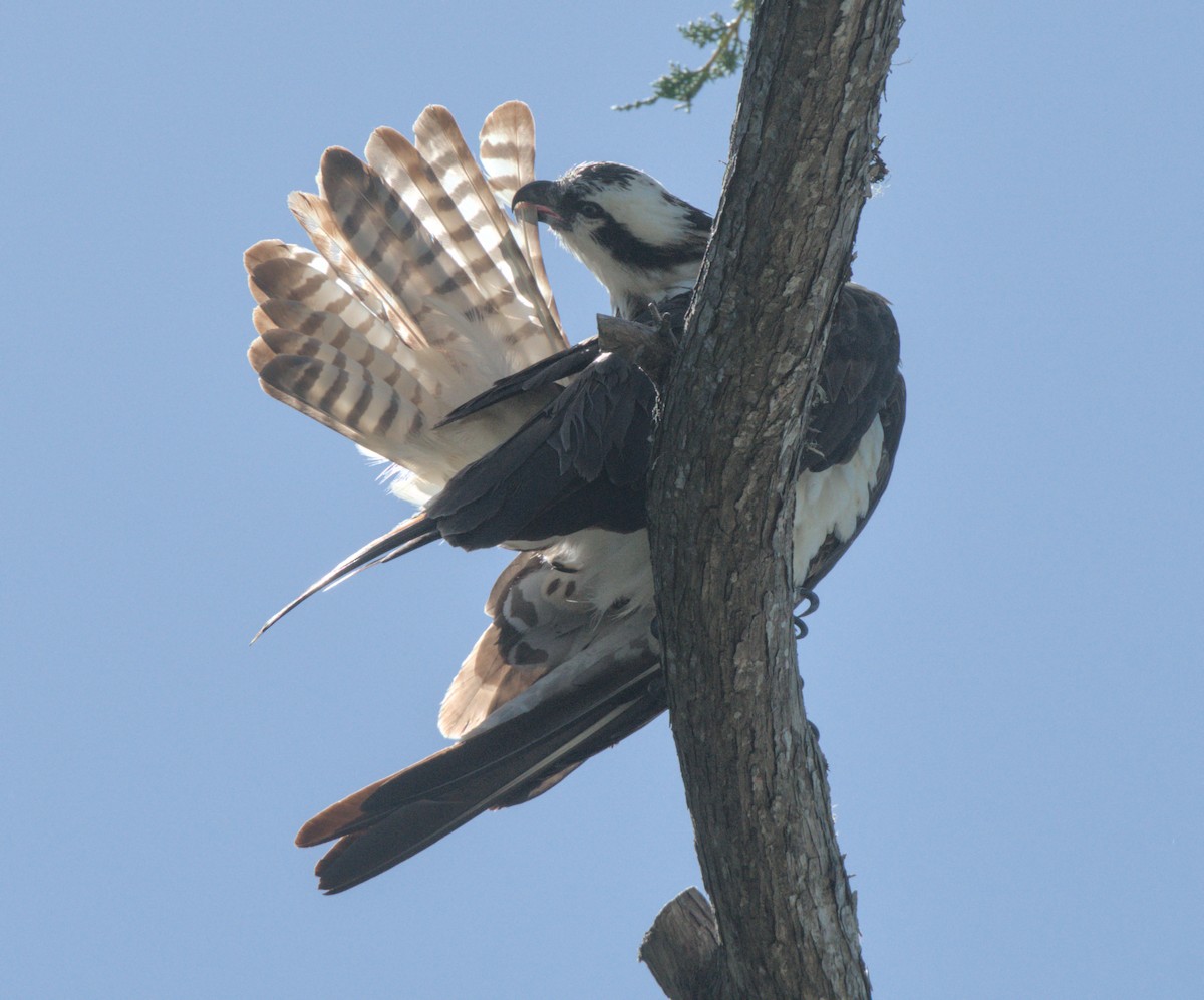 Osprey - ML620310664